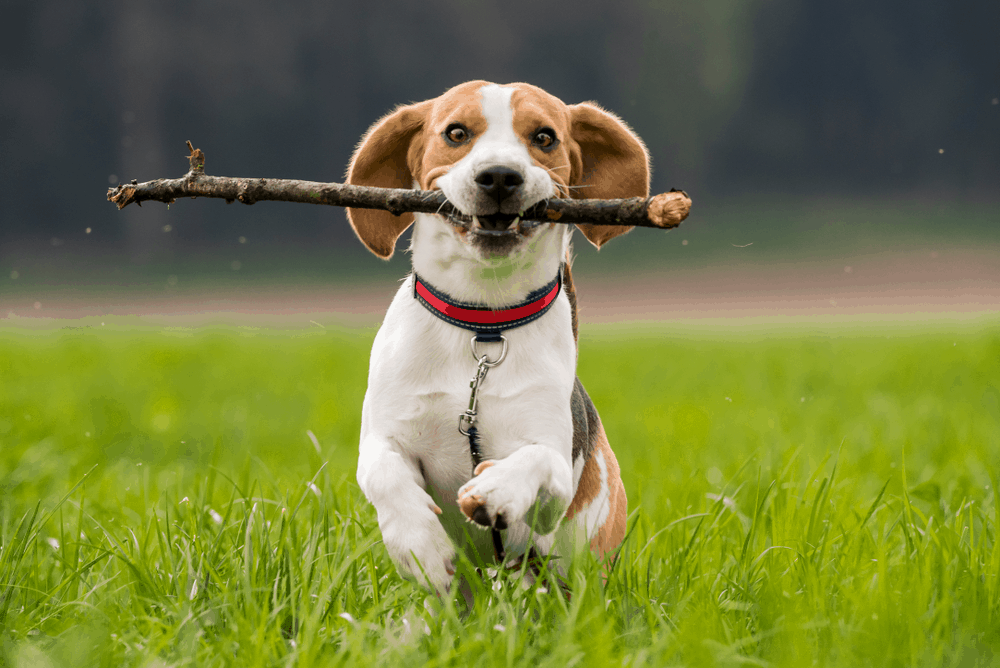 Beagle Training: How To Make A Good Dog Better