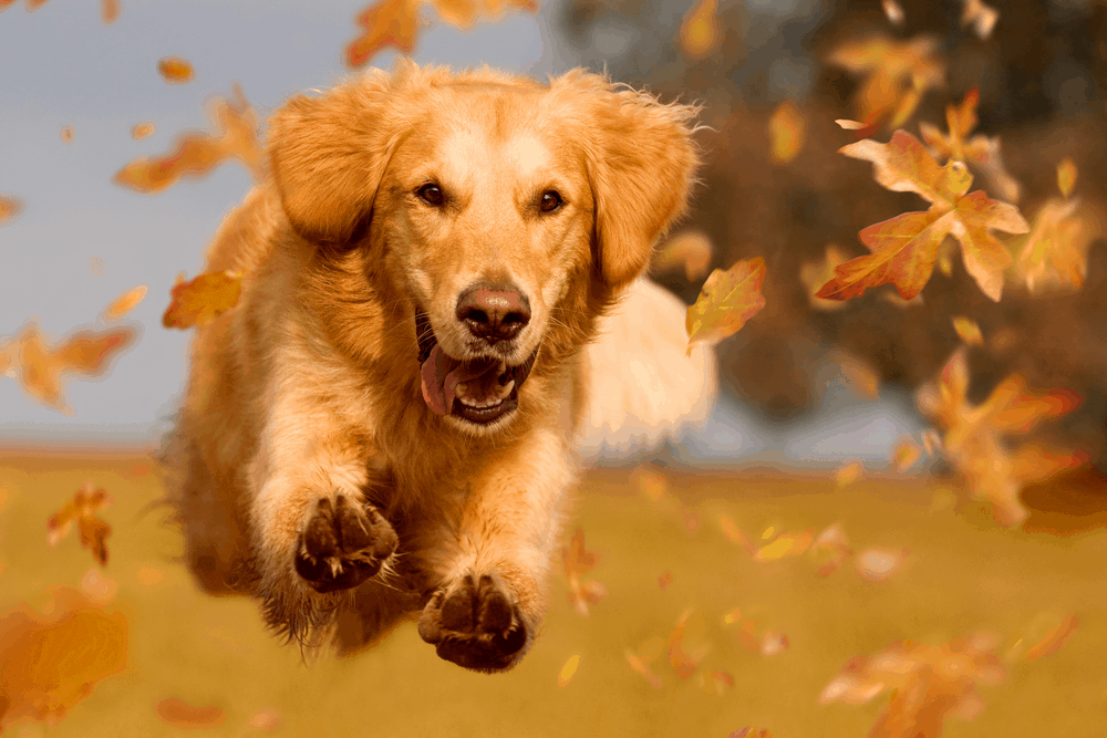 dog golden retriever jumping through autumn leaves in autumnal sunlight image 2