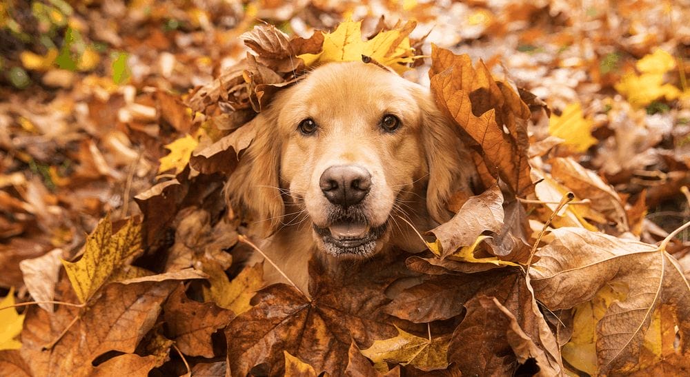 Golden Retriever Dog in a pile of Fall leaves        - Image