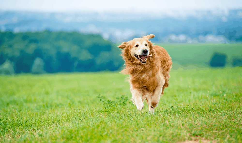 golden retriever dog running on the field 3