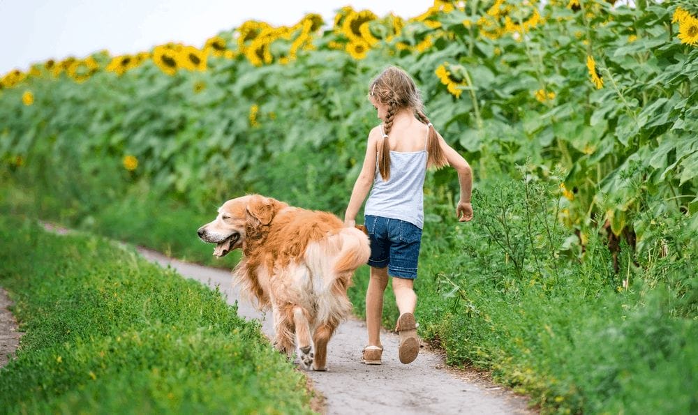 little girl walks on the leash with a golden retriever go away in field 3
