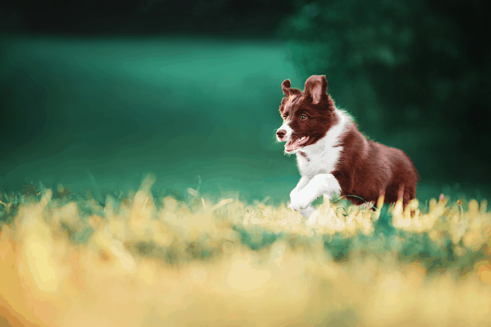 puppy border collie plays image 1