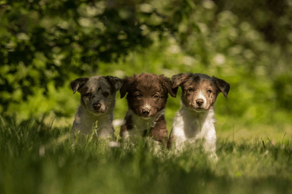 three sitting border collie puppies image 3
