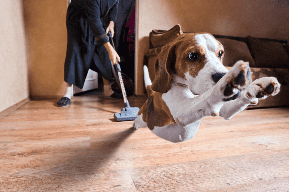 3 Beagle Training Tips – Beagle Dog Training Done Right