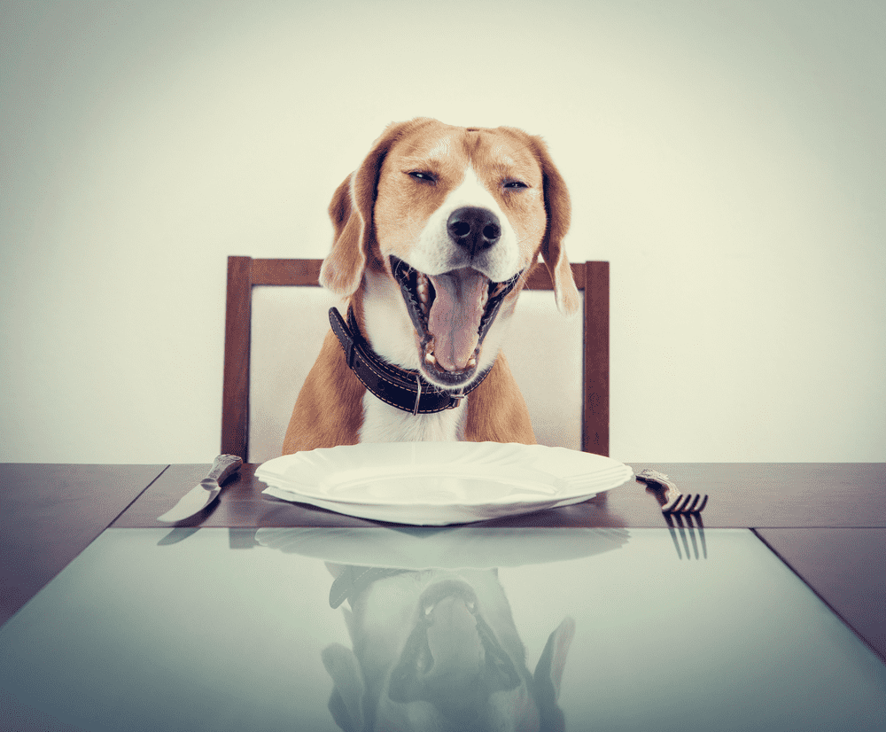 yawning beagle dog tired to wait waiter image 2