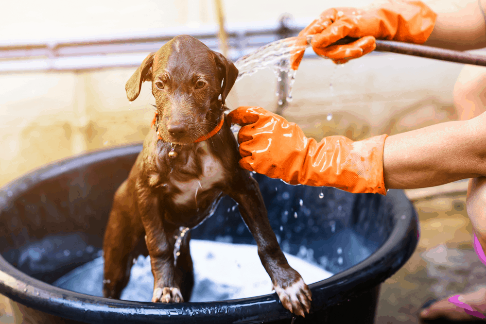 labrador retriever puppy dog bathing shower with sun light image 2