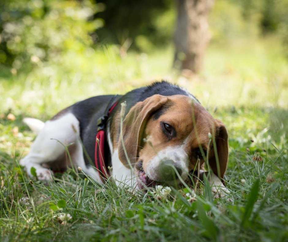 beagle puppy training tips you need to know 2 2