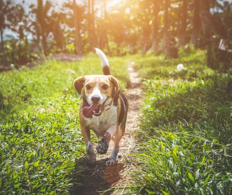 Beagle Puppy Training Tips You Need to Know 3
