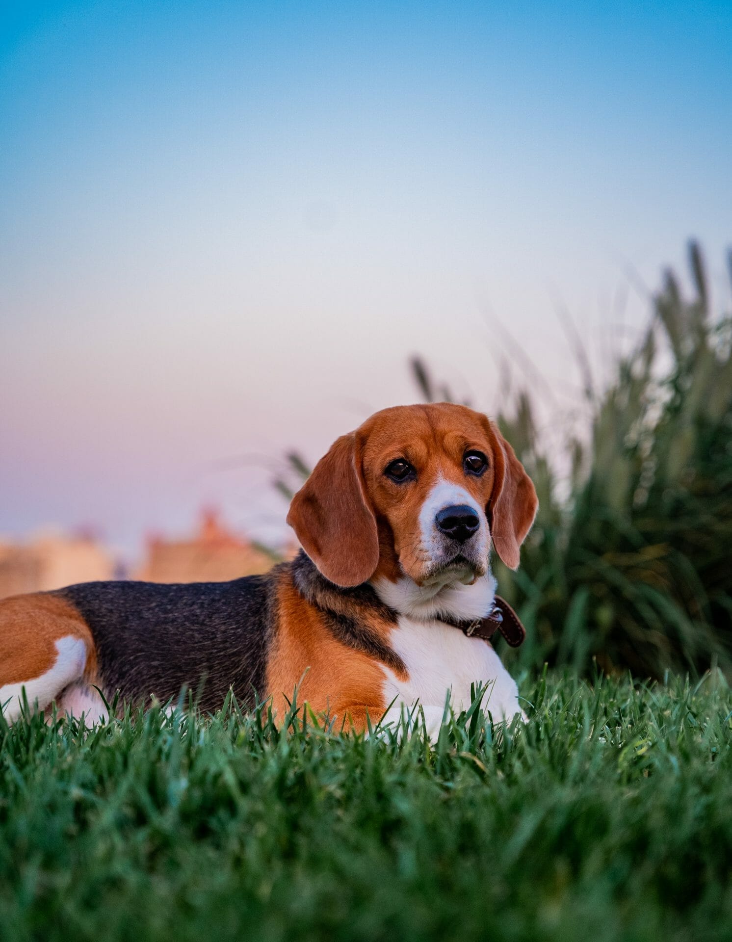 How To Measure Beagle Height? What You Need to Know
