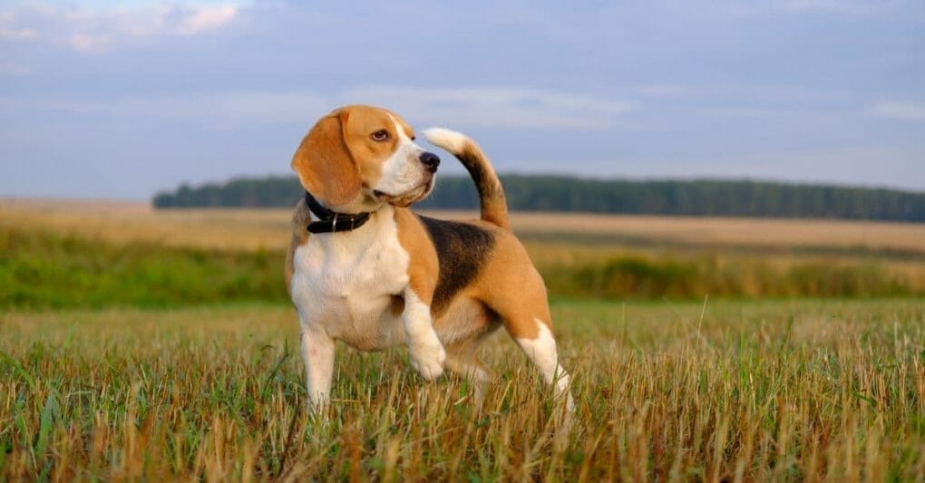 How Long Does Beagle Live?