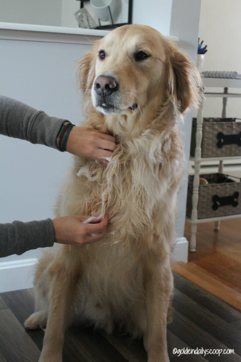 How Often To Groom A Golden Retriever? A Guide To Regular Grooming