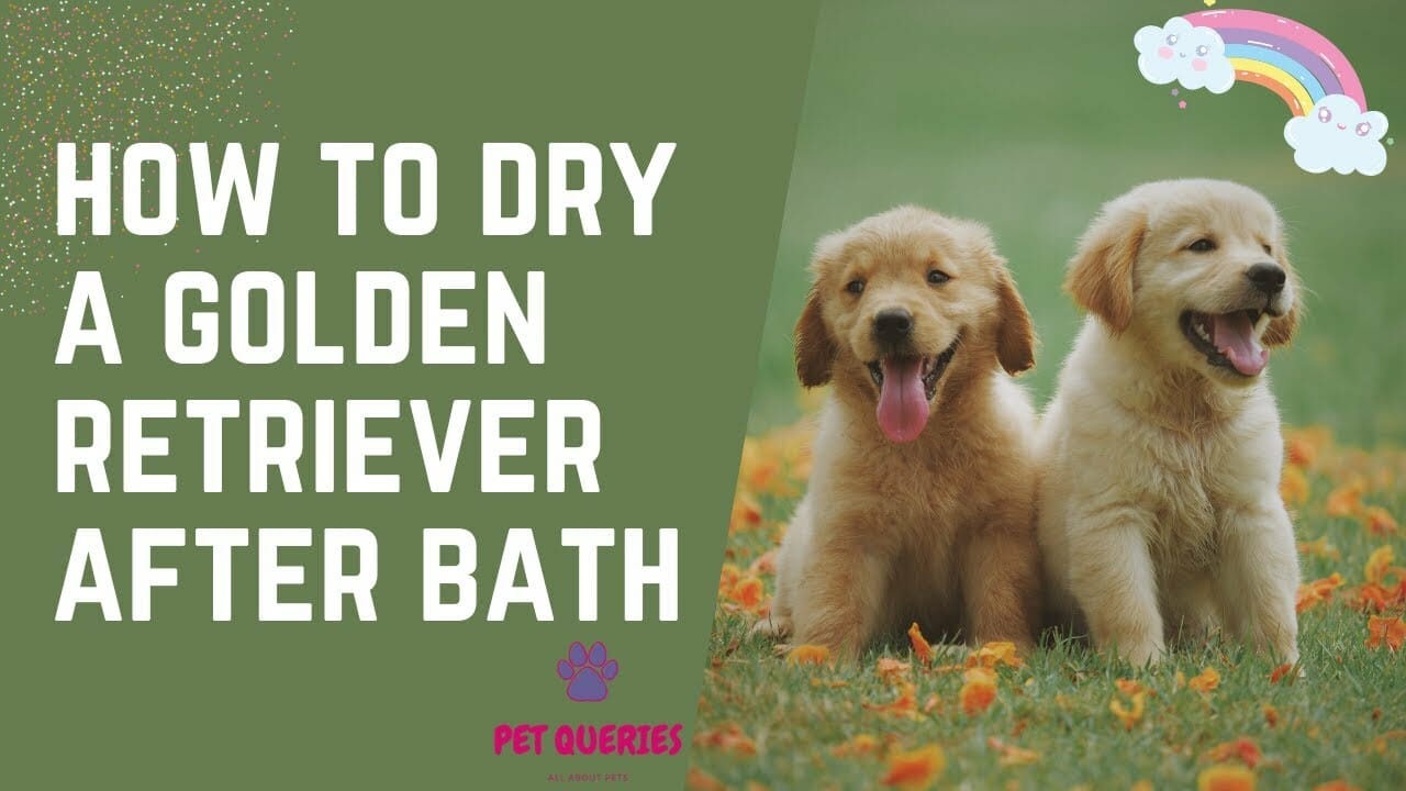 How To Dry A Golden Retriever?