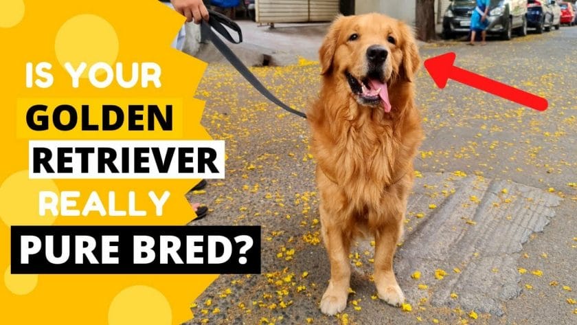 How To Identify A Pure Golden Retriever Puppy?