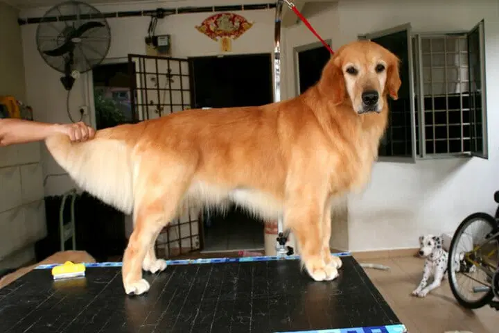 How To Make Golden Retriever Hair Grow Long? Proven Techniques That Work