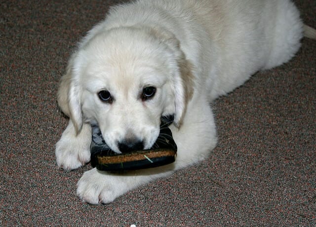How To Stop Golden Retriever From Chewing? What You Need to Know