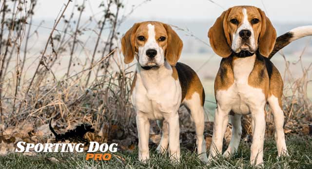 How To Train A Beagle For Rabbit Hunting?