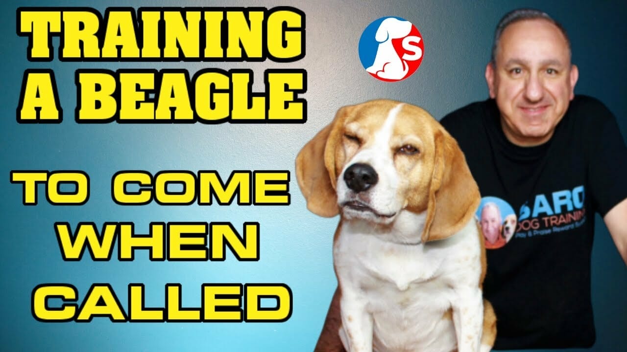 How To Train A Beagle To Come Back?