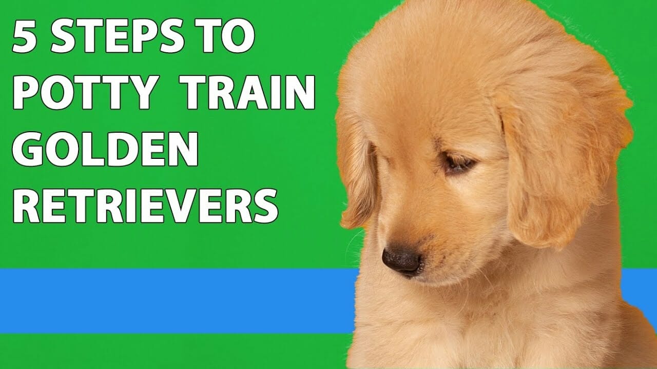 How To Train A Golden Retriever Puppy To Potty Outside?