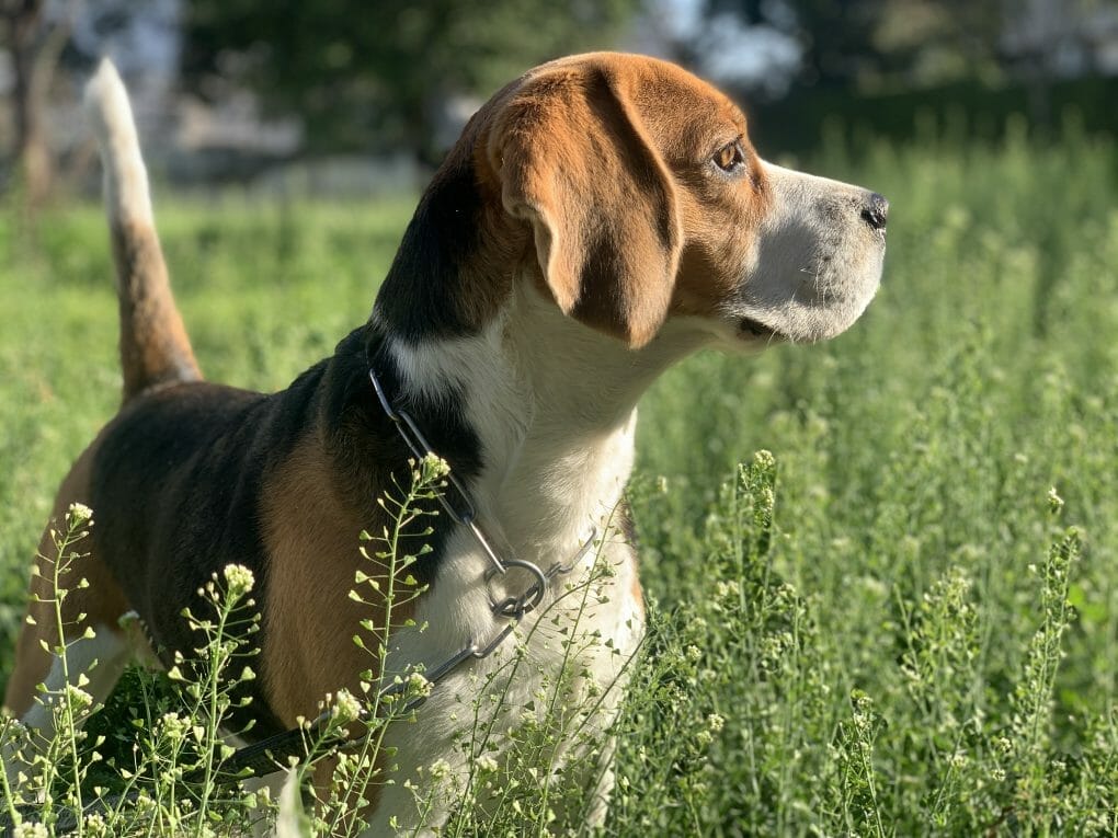 Beagle dog