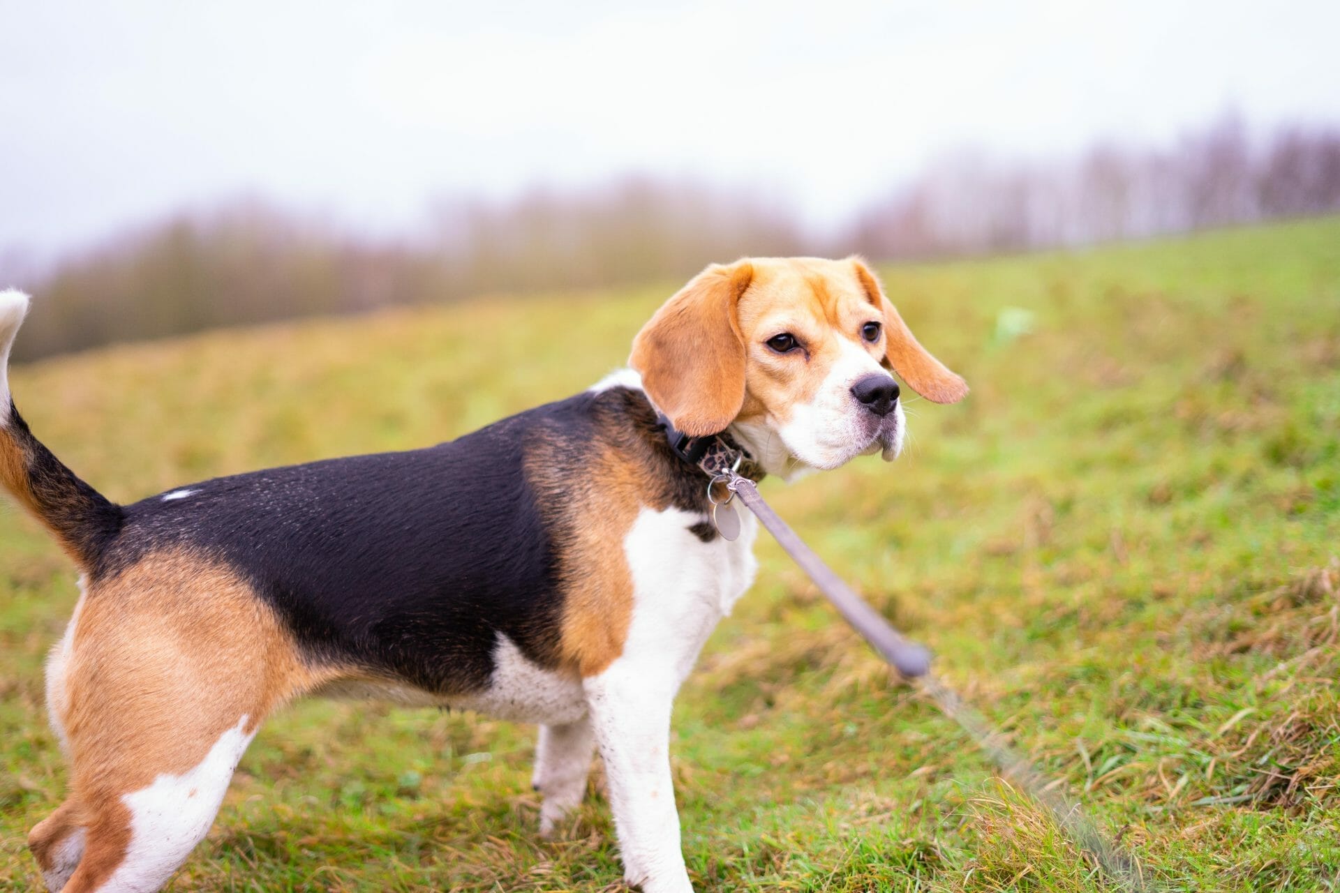 Beagle puppy on a walk during winter season.