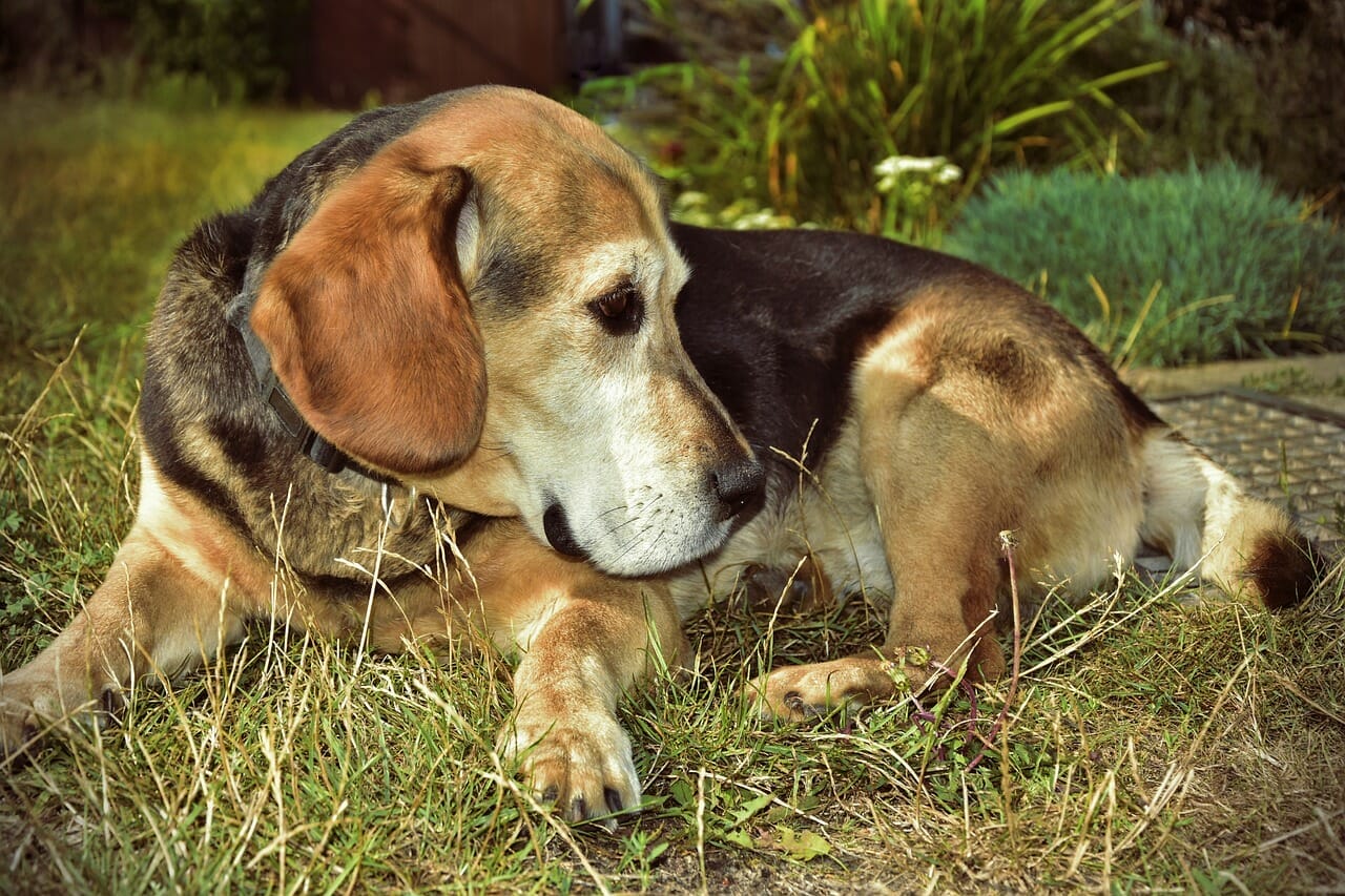 How To Stop A Beagle From Chewing Everything? Strategies That Work