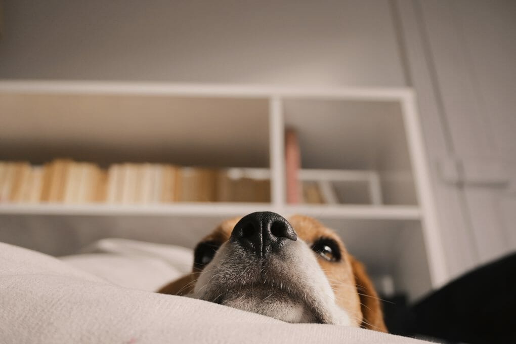 a lying cute beagle (dog)