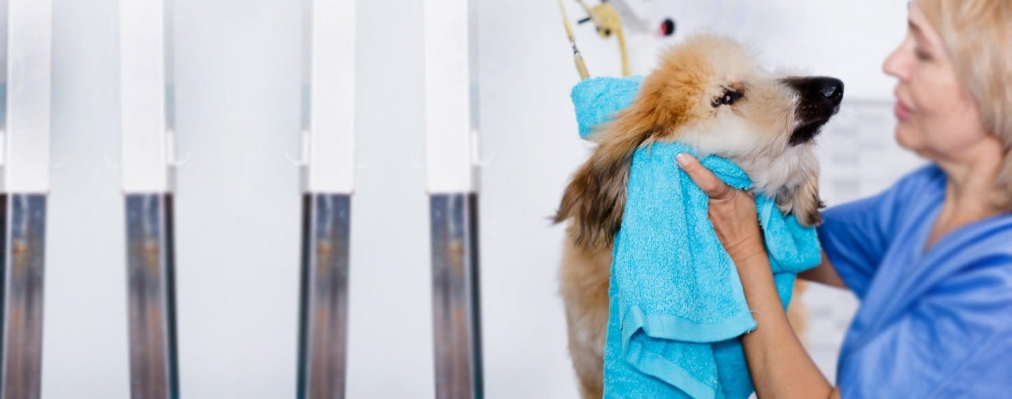How Long After Surgery Can I Bathe My Dog?