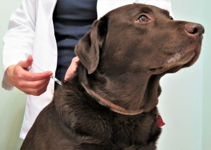 How Long Can A Diabetic Dog Go Without Insulin? Important Facts