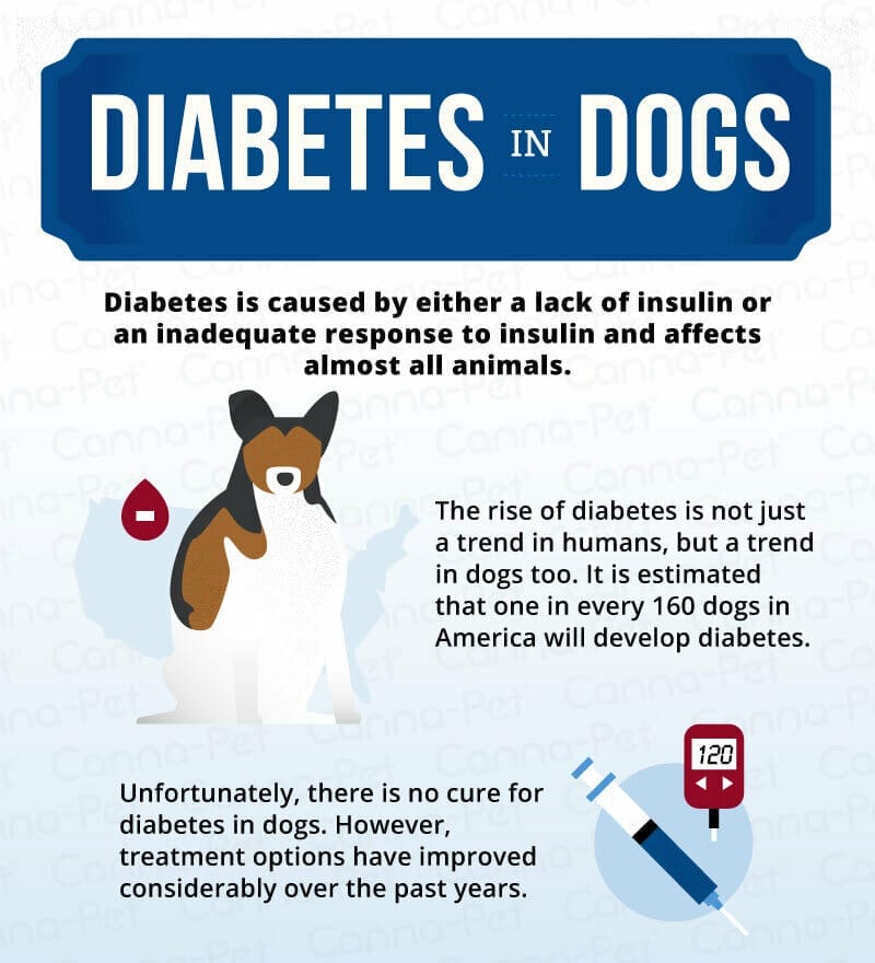 How Long Can A Diabetic Dog Go Without Insulin