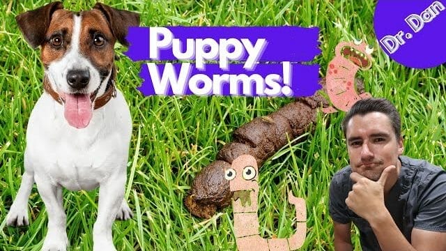 How Long Can A Dog Have Worms Before It Dies 5