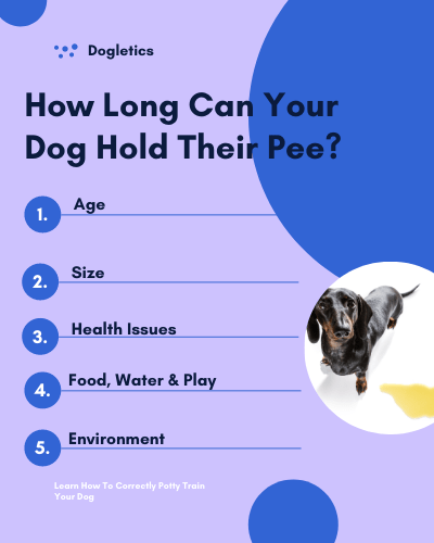 How Long Can A Dog Hold Pee Overnight