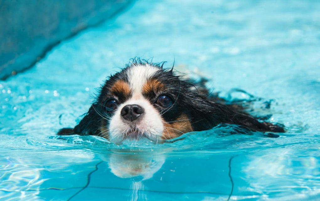 How Long Can A Dog Swim