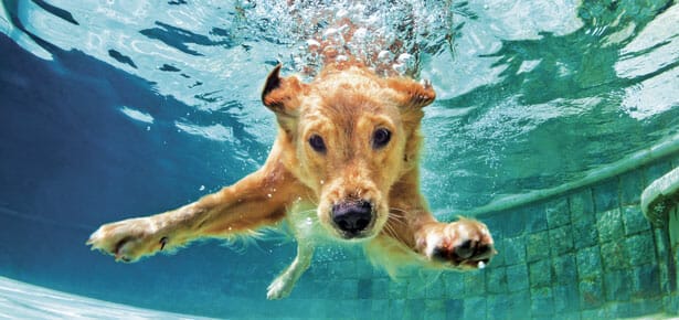 How Long Can A Dog Swim