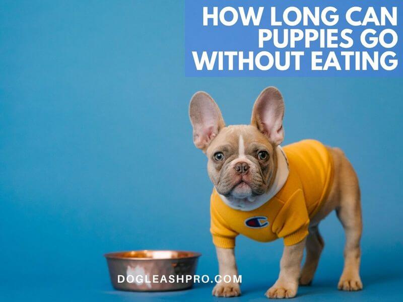 How Long Can a Dog with Parvo Go Without Eating? Expert Insights