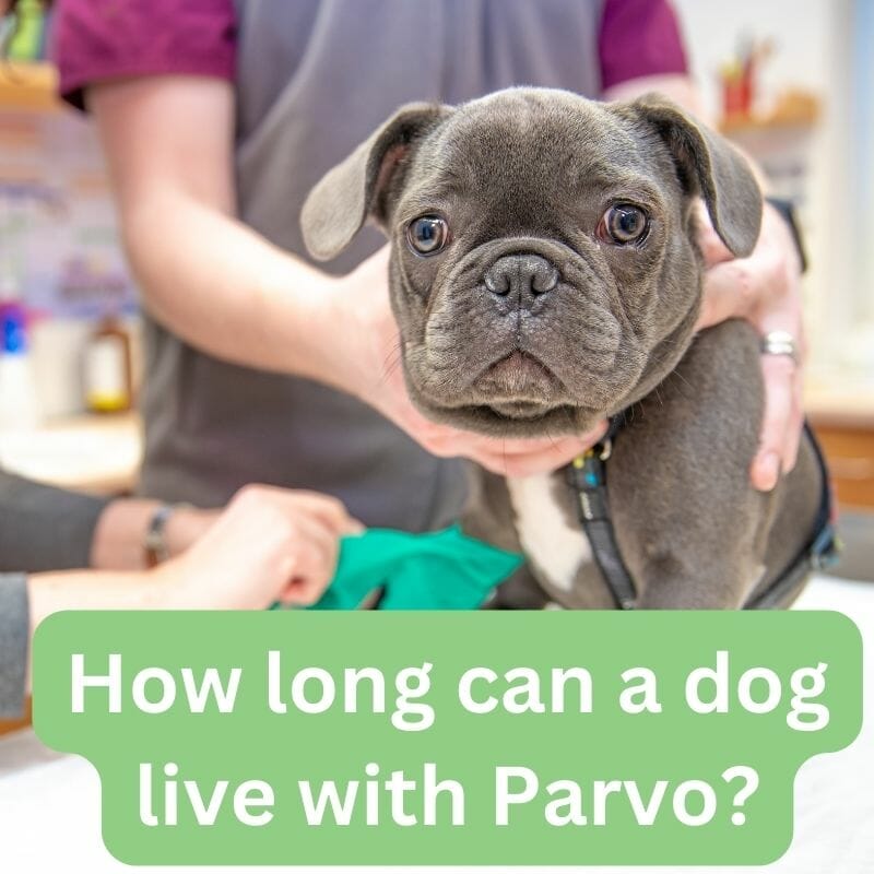 How Long Can A Dog With Parvo Go Without Eating