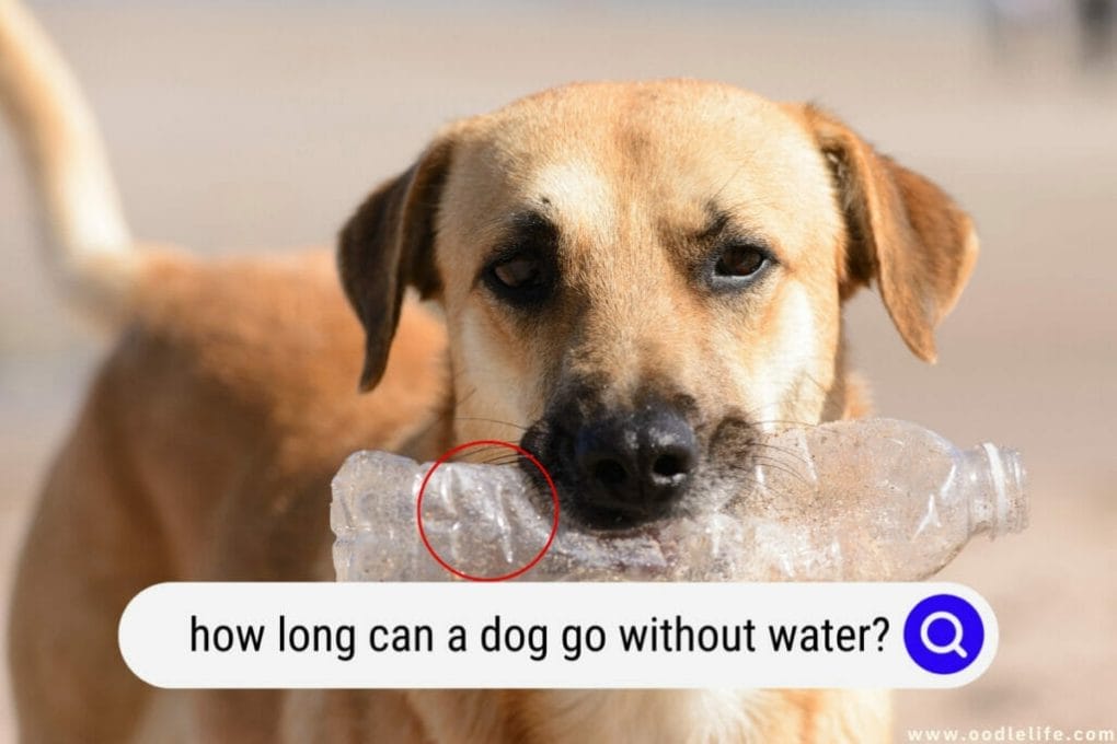 How Long Can A Medium-sized Dog Go Without Water