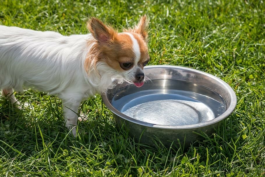 How Long Can A Medium-sized Dog Go Without Water