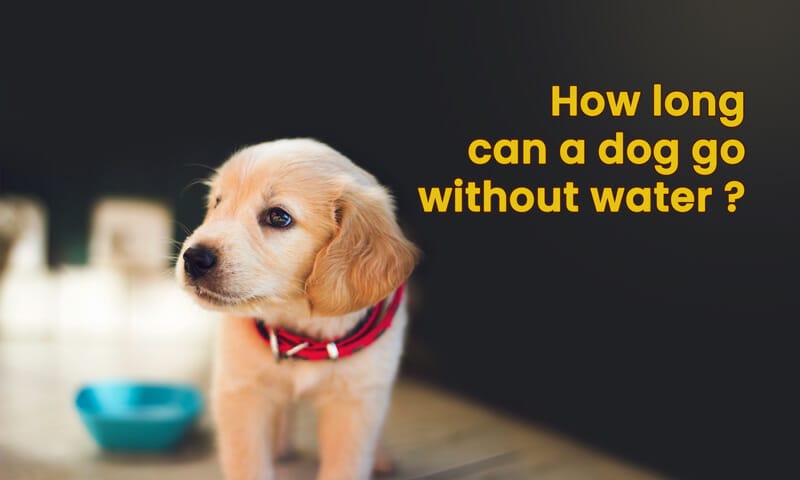 How Long Can a Medium Dog Go Without Water? Expert Insights