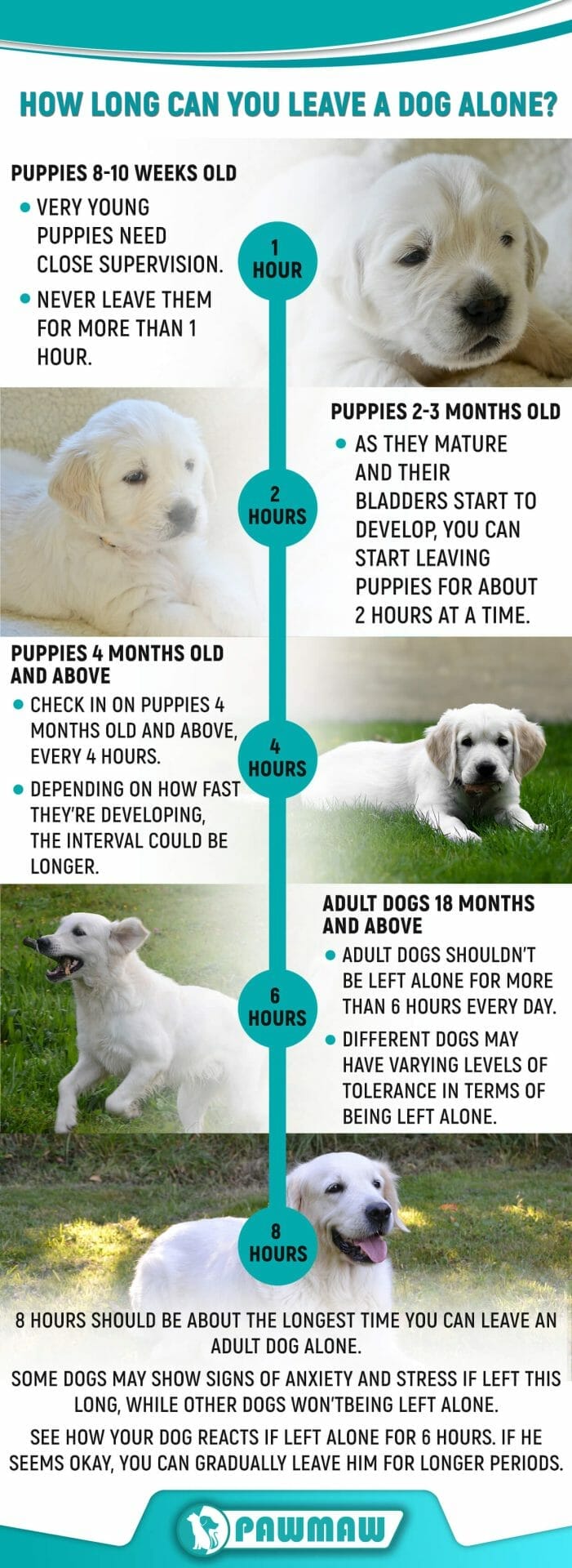 How Long Can You Board a Dog? Important Things to Know