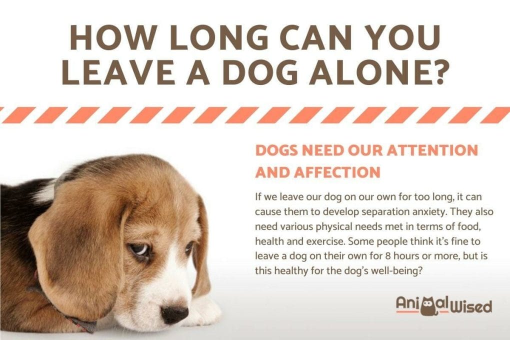 How Long Can You Leave A Dog Overnight