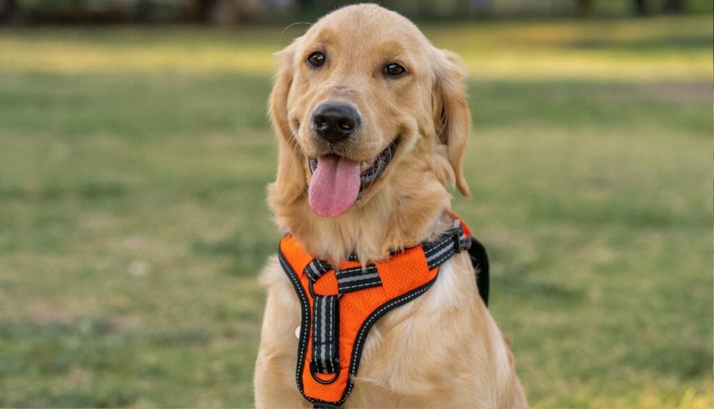 How Long Can You Leave A Harness On A Dog 4