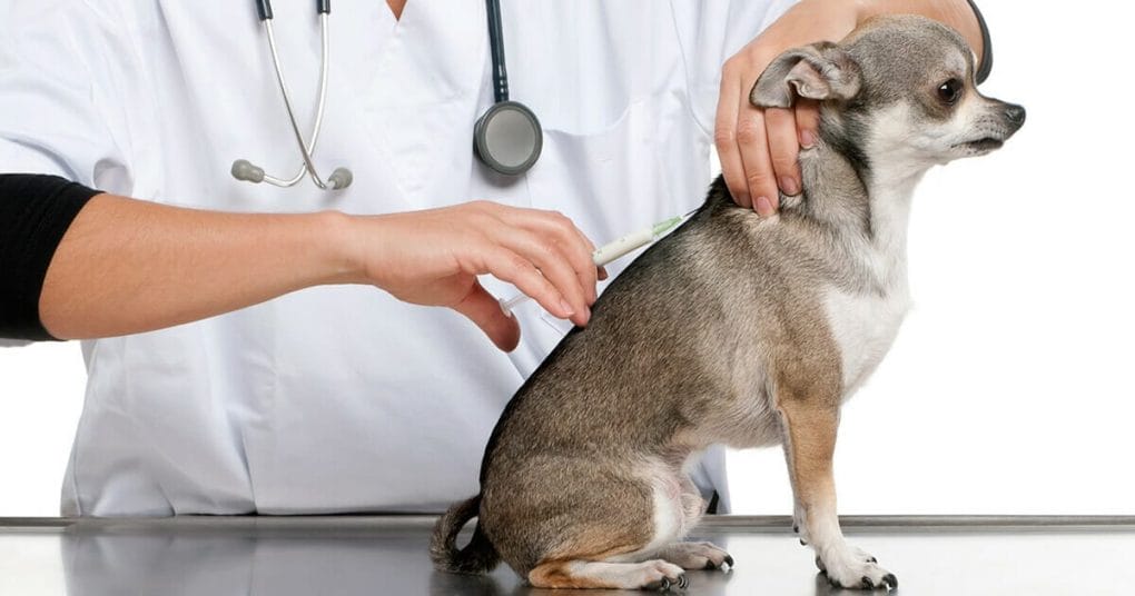 How Long Does A Dog Rabies Vaccine Last