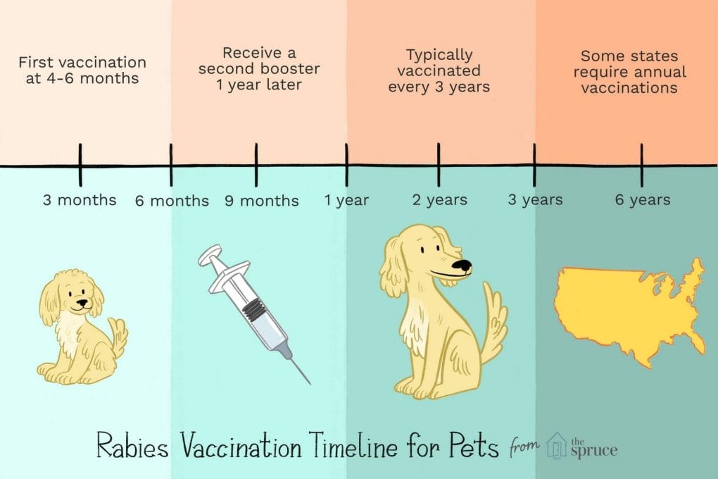 How Long Does A Dog Rabies Vaccine Last