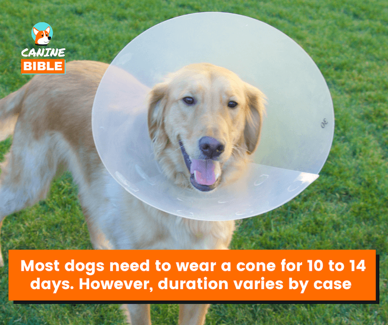 How Long Does A Dog Wear A Cone After Spay