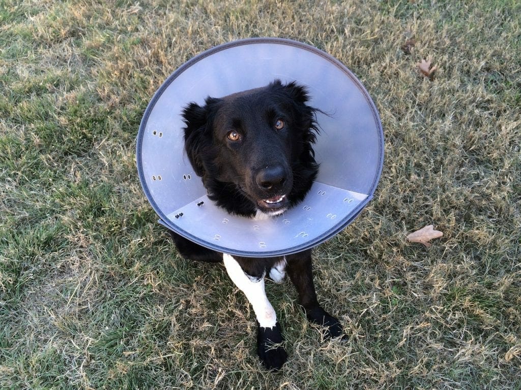 How Long Does A Dog Wear A Cone After Spay