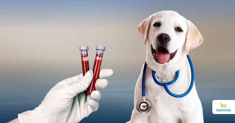 How Long Does Dog Blood Work Take 3