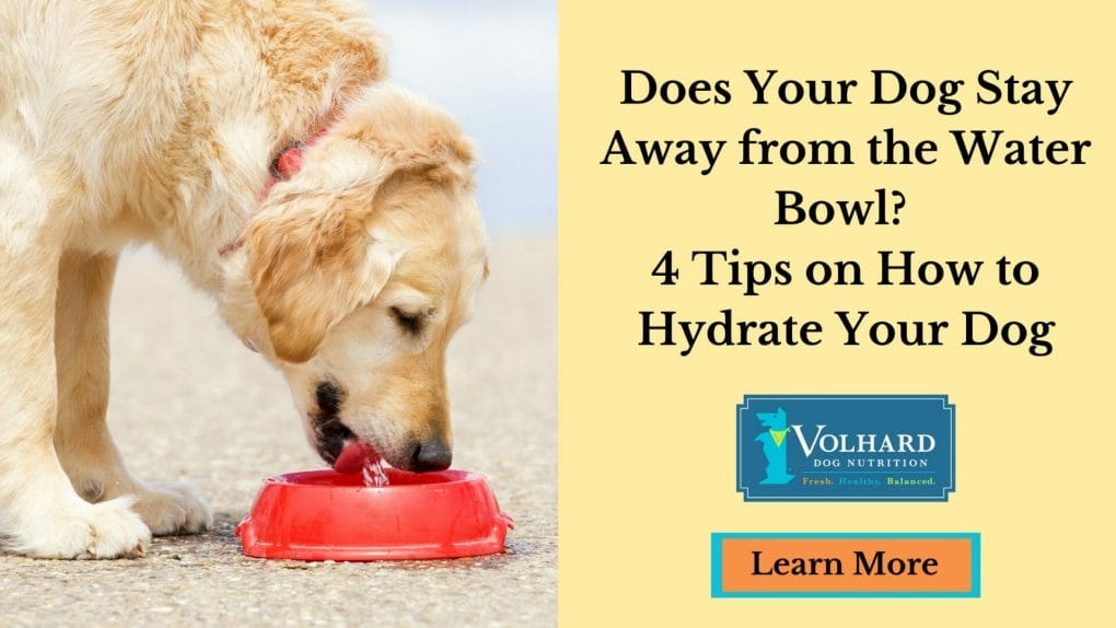 How Long Does It Take To Rehydrate A Dog
