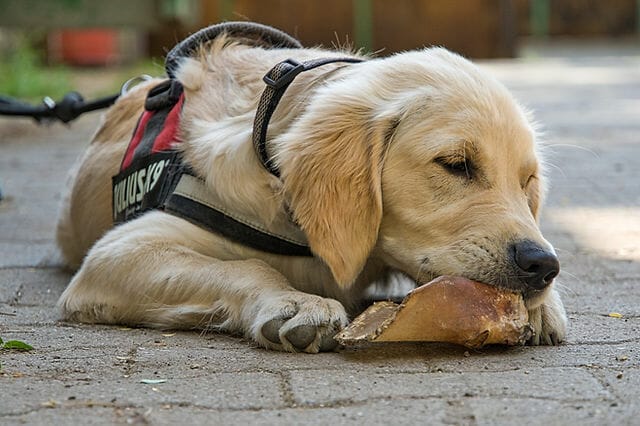 How Long Does It Take To Train A Service Dog? Expert Recommendations