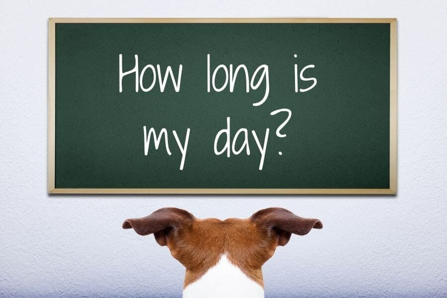 How Long Is 1 Week In Dog Time