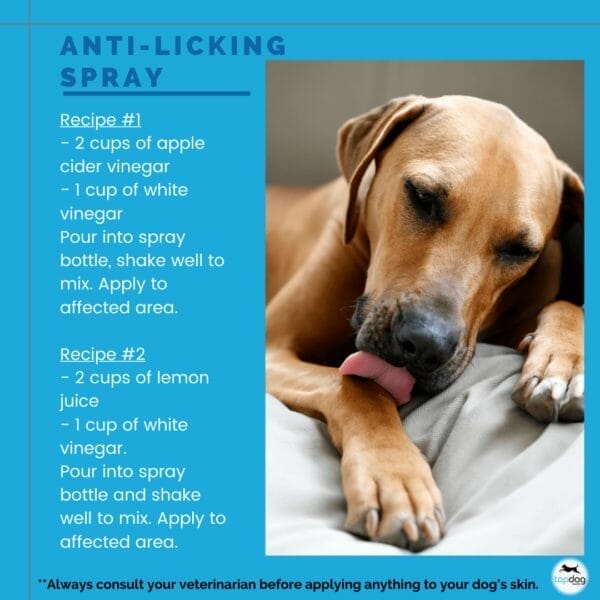 How Long Should A Dog Not Lick After Being Neutered
